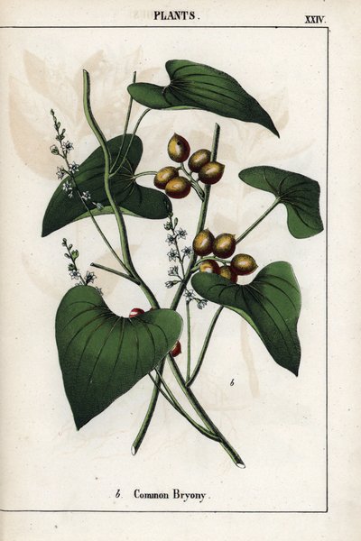 Description of the common bryone with its golden berries. From Recueil d