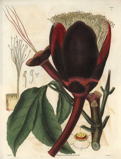 Description of the large dark chocolate flower of a Pecan tree plant, which produces edible nuts, pecan nuts. Plant native to South America. Illustration by Wiliam Jackson Hooker (1785-1865), British botanist and writer, professor at the University of Glas by Unbekannter Künstler