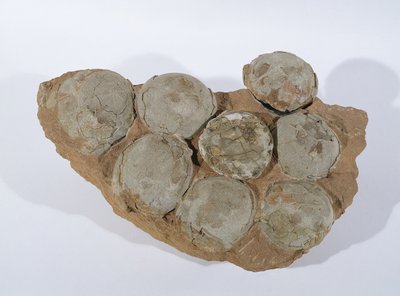 Dinosaur Eggs, Found in Henan Province, China, Upper Cretaceous Period by Unbekannt