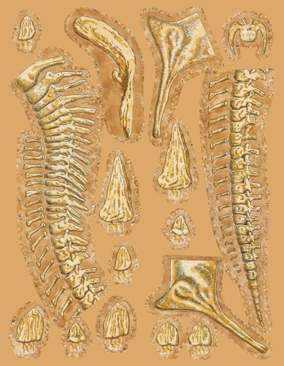 Dinosaur bones on coloured background, close-up by Unbekannt