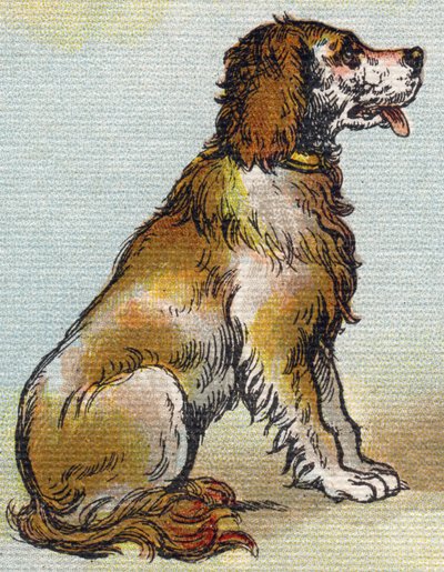 Dog by Unbekannt