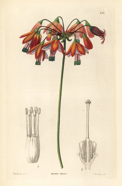 Drop of coral or coral from Mexico by Unbekannter Künstler