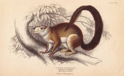 Duvaucel