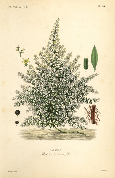 Dyer