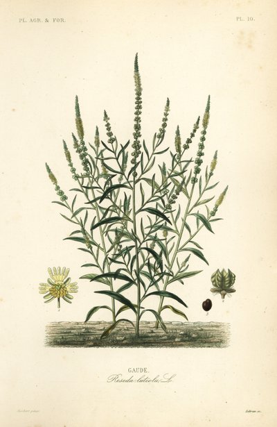 Dyer