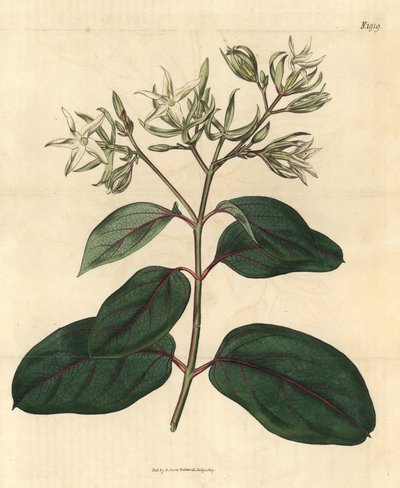 Echite - Kamettia Caryophyllata (Clove-Scented Echites) by Unbekannter Künstler