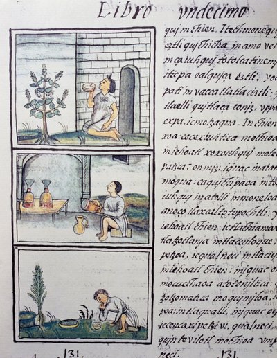 Edible plants, page from Book XI of the Florentine Codex, General History of the Things of New Spain, by Fray Bernardino de Sahagun by William M. Timlin