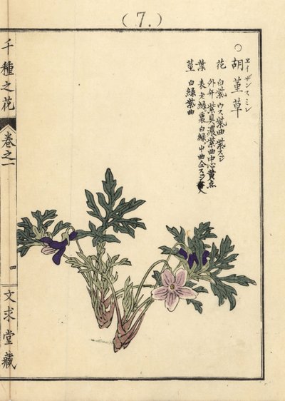 Eizan sumire gold eizan violet, Viola eizanensis by Unbekannter Künstler
