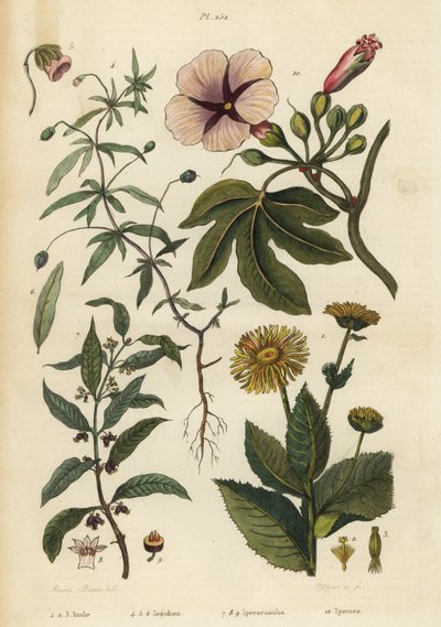 Elecampane, green violet, ipecacuanha, and morning glory by Unbekannt