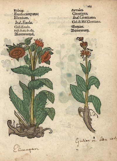 Elecampane, Inula helenium, and Gentian Species (Krauterbuch) by Unbekannter Künstler
