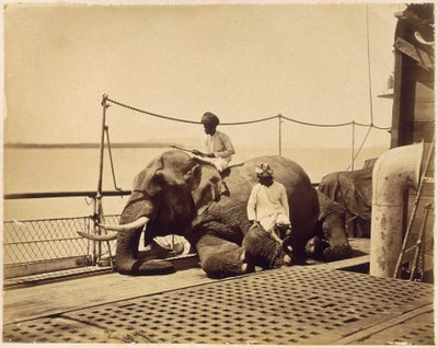 Elephant on the deck of a ship, Penang, Malaya by Unbekannt