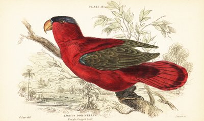 Endangered Purple-naped Lory by Unbekannter Künstler