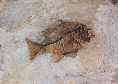 Ephippus oblongus (Fish Fossil) found at Monte Bolca, near Verona, Italy, Eocene Period by Unbekannt