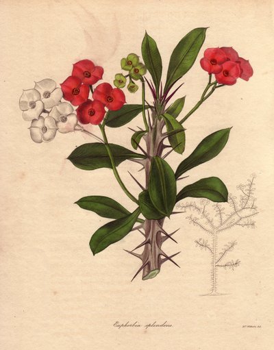 Euphorbia milii. Also called the epine of Christ or crown of spines or plant of Christ. Species native to Madagascar by Unbekannter Künstler
