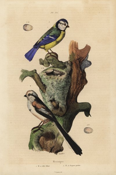 Eurasian blue tit and long-tailed tit with nest and egg by Unbekannt