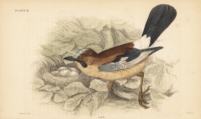 Eurasian Jay with Nest and Eggs by Unbekannter Künstler
