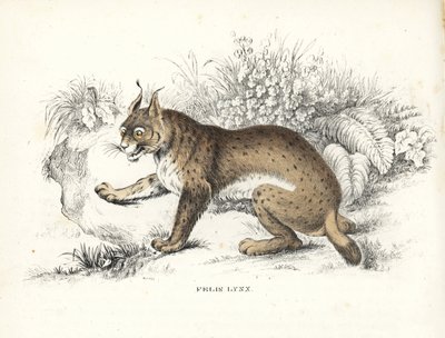 Eurasian lynx, Lynx lynx. Handcoloured lithograph from Georg Friedrich Treitschke