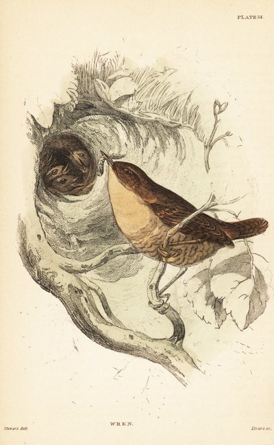 Eurasian Wren, Troglodytes troglodytes (engraving) by Unbekannter Künstler