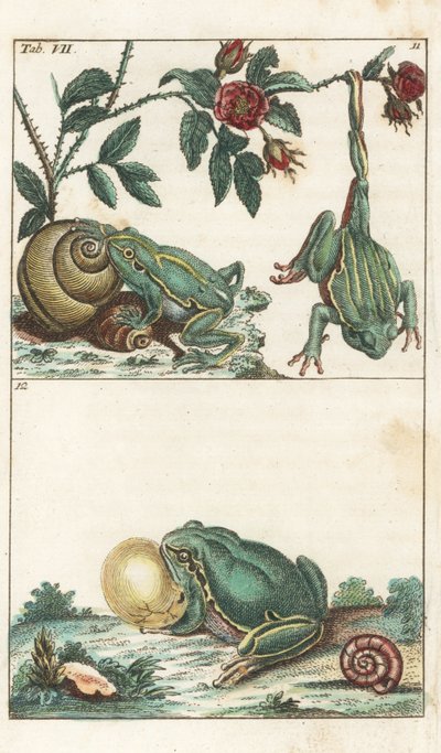European and Italian Frogs by Unbekannter Künstler