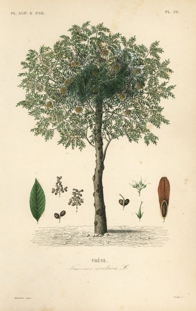 European ash tree, Fraxinus excelsior by Unbekannt