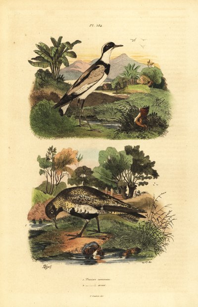 European golden plover, Pluvialis apricaria, and ringed plover, Charadrius hiaticula by Unbekannt