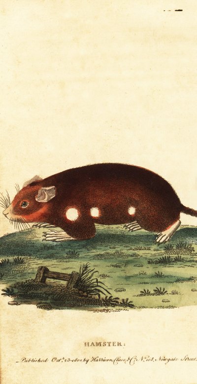 European Hamster, Cricetus cricetus (engraving) by Unbekannter Künstler