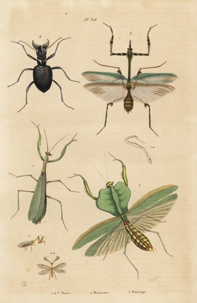European Mantis, Mantis Religiosa 1, Leaf Mantis, Choeradodis Rhomboidea 2, Tiger Beetle, Manticora Latipennis 3, Mantidfly, Mantispa Styriaca 4 by Unbekannt