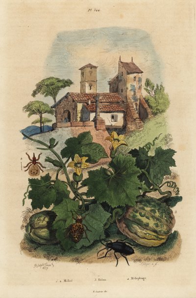 European Oil Beetle, Melon de Honfleur, and Sheep Ked by Unbekannt