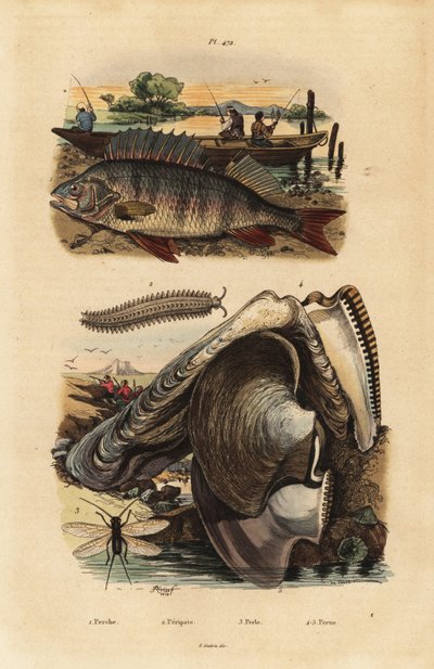 European perch, Perca fluviatilis, velvet worm, Peripatus iuliformis, lacewing, Perla marginata, and pearl oyster, Isognomon isognomum by Unbekannt