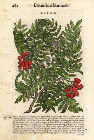 European rowan tree by Unbekannter Künstler