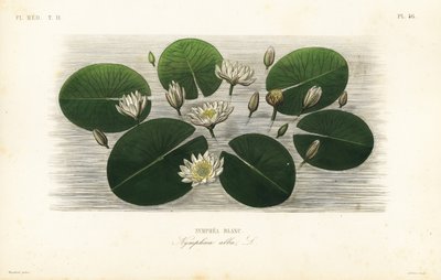 European white water lily by Unbekannt