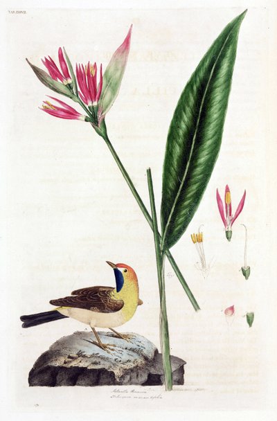 False Bird of Paradise Flower and Wagtail by Unbekannt
