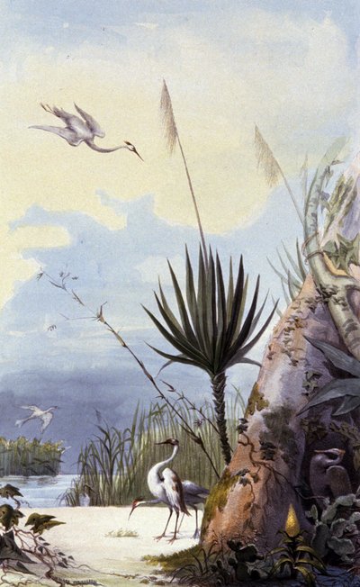 Fan Reed by Unbekannter Künstler