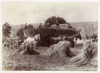 Farming Scenes, Harvesting & Storage, Pre-1900 Harvest, c 1890 by Unbekannt