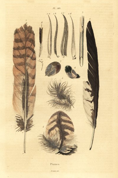 Feathers, plumes, bird anatomy by Unbekannt