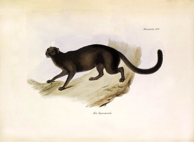 Felis Yagouarondi Jaguarondi or eyra or otter cat, American felin described by Charles Darwin during his expedition aboard the Beagle. Plate from The zoology of the voyage of H.M.S. Beagle described by John Gould, with notice of their habits by Charles Dar by Unbekannter Künstler