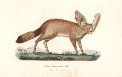 Fennec fox or fennec by Unbekannter Künstler