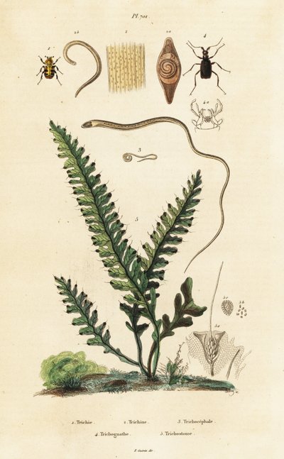 Fern, bee beetle and roundworms by Unbekannter Künstler