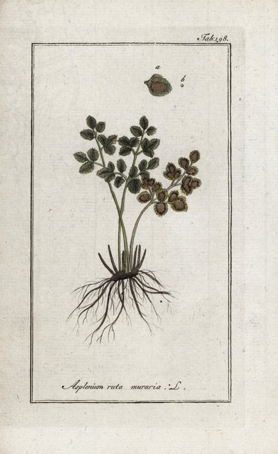 Fern Doradilla of the Walls or Asplenia Street of the Walls (Asplenium ruta muraria). Lithograph from 