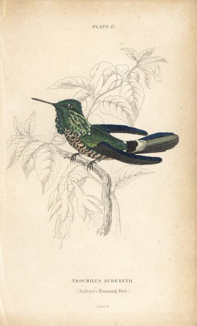 Festive Coquette, Lophornis Chalybeus. Handcoloured Steel Engraving by William Lizars from Sir William Jardine