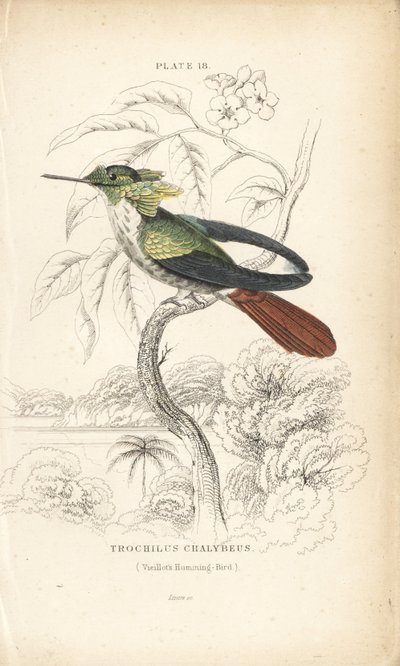 Festive Coquette, Lophornis Chalybeus. Handcoloured Steel Engraving by William Lizars from Sir William Jardine