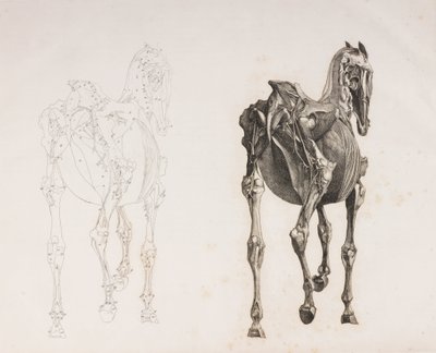Fifth dissected layer of a horse, back view by Unbekannt
