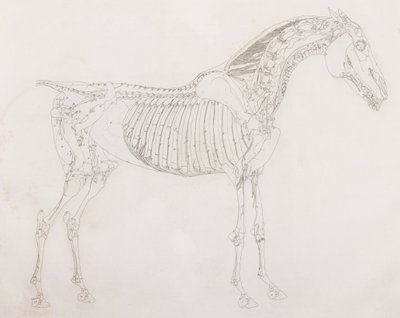 Fifth dissected layer of a horse, side view by Unbekannt