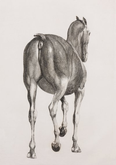 First dissected layer of a horse, back view by Unbekannt