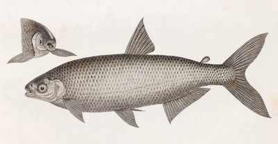 Fish: Le Characin by Unbekannt