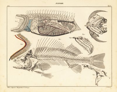 Fish anatomy showing skeleton, gills, etc. by Unbekannter Künstler