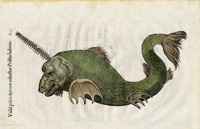 Fish saw (Pristis) in Ulyssis Aldrouandi... De piscibus libri V et de cetis lib. vnus by Ioannes Cornelius Vteruerius; Marc. Antonius Bernia in lucem restituit, deals with the natural history of Ulisse Aldrovandi, Bologna by Unbekannter Künstler