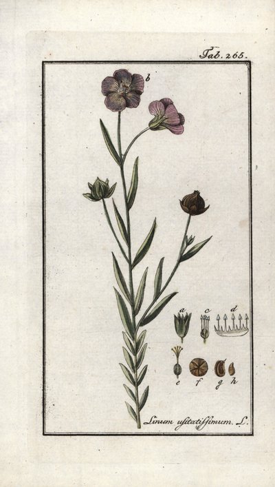 Flaxseed (Linum usitatissimum). Lithograph from 