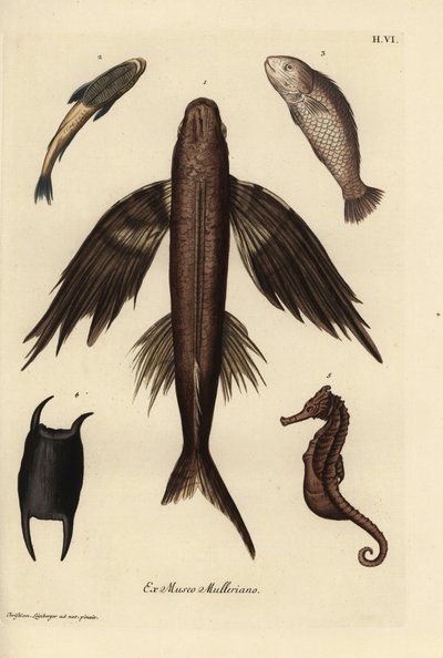 Flying fish, suckerfish, barramundi, scale, and seahorse by Unbekannter Künstler