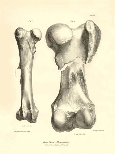 Fossil bones (femur) of the disappeared prehistoric animal Macrauchenia described by Charles Darwin during his expedition aboard the Beagle. Plate from 